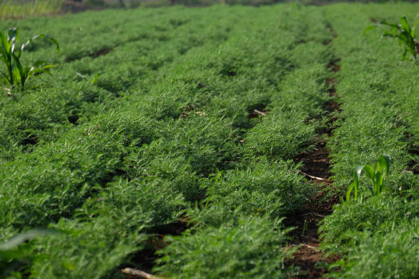 Farming of Chickpea, Maharashtra, India