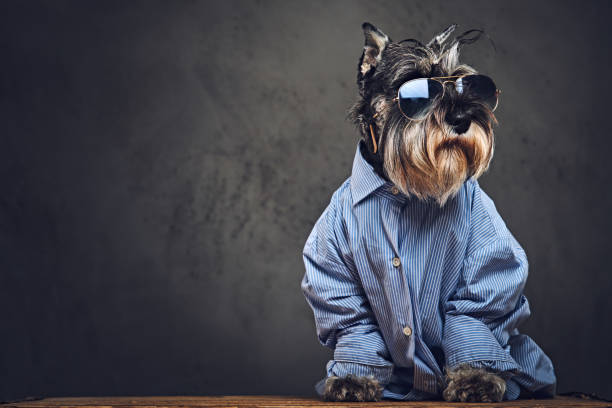 istock A dogs dressed in a blue shirt and sunglasses. 902140416