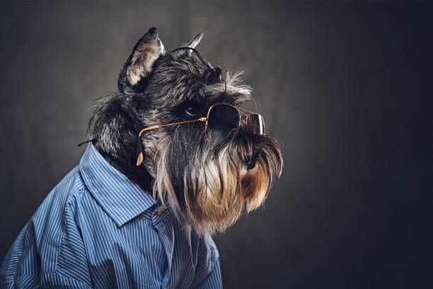 istock A dogs dressed in a blue shirt and sunglasses. 902140514