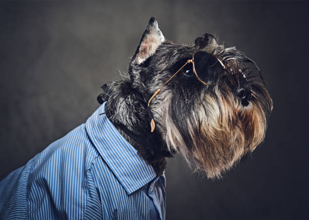 istock A dogs dressed in a blue shirt and sunglasses. 902140566