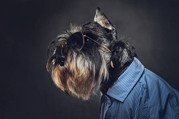 istock A dogs dressed in a blue shirt and sunglasses. 902140626