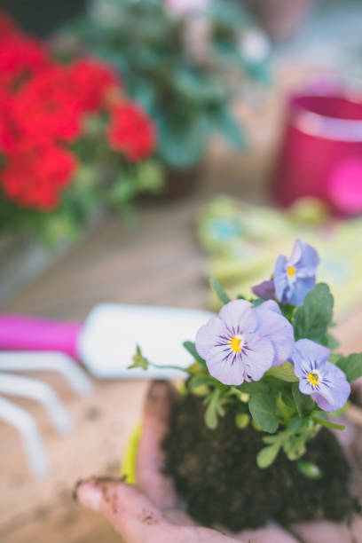 istock Woman's hands planting spring flowers 902141886