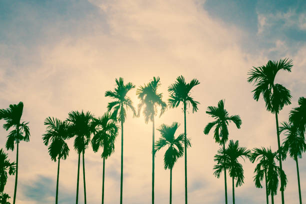 Palm trees in vintage style.