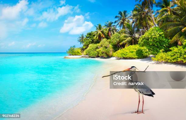 Photo libre de droit de Oiseau Héron Cendré Sur La Plage Aux Maldives banque d'images et plus d'images libres de droit de Héron - Héron, Bandos Island, Île