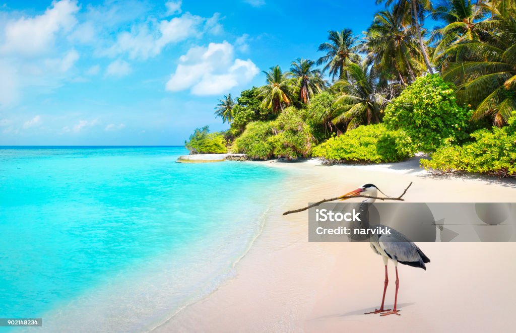 Grey heron bird on the beach in Maldives Gray heron bird on the beach at Bandos island in Maldives Heron Stock Photo