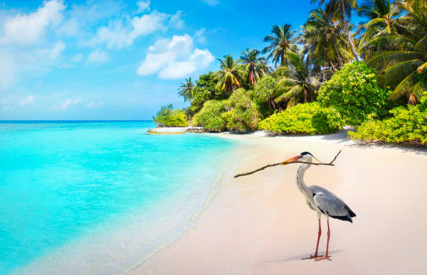 Grey Heron Bird On The Beach In Maldives Stock Photo - Download Image Now -  Bandos Island, Indian Ocean, Heron - iStock