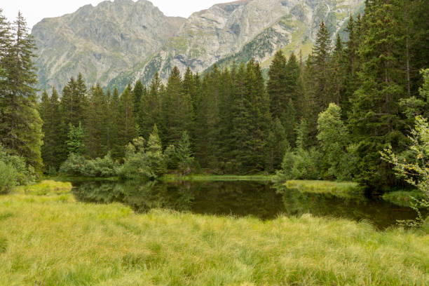 istock Small forest lake in Alpen mountains, place for relaxation and tranquil vacation 902148542