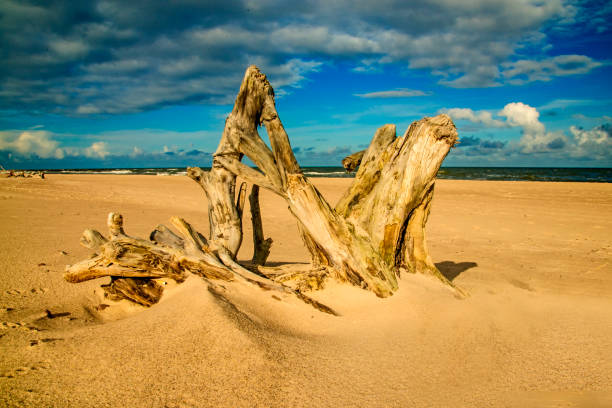 driftwood at a beach of the baltic sea - surf turf imagens e fotografias de stock