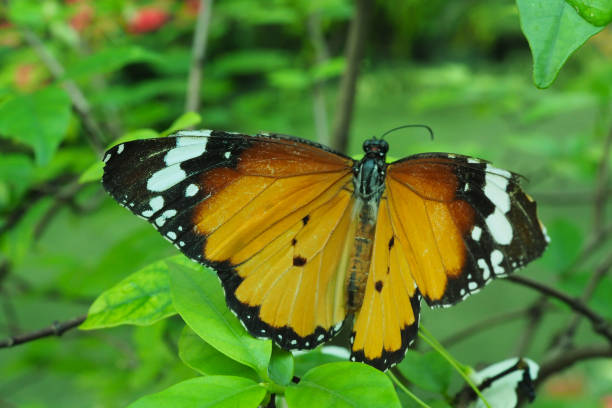 istock Close-up of a butterfly 902149270