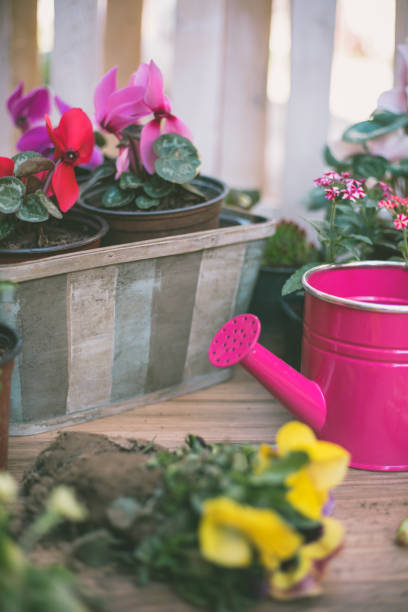 istock Gardener planting spring flower 902150004