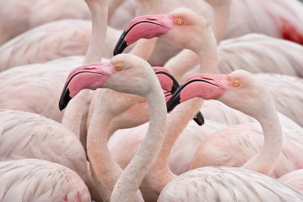 flamingos - group of animals animal bird flamingo imagens e fotografias de stock