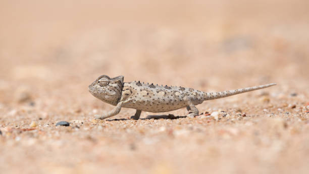 Chameleon Stock Photo - Download Image Now - Africa, Animal