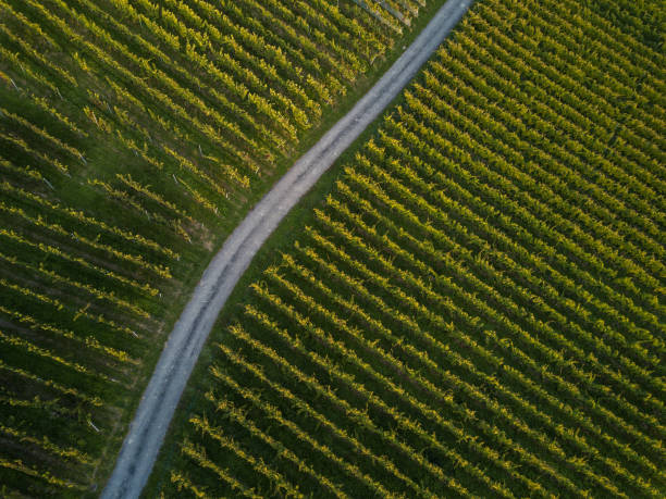 Aerial view over vineyard fields in Europe