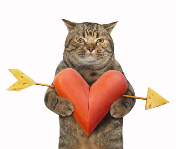 istock Cat with a sausage heart 3 902159792