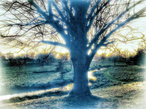 Abstract image of tree in summer on green grass