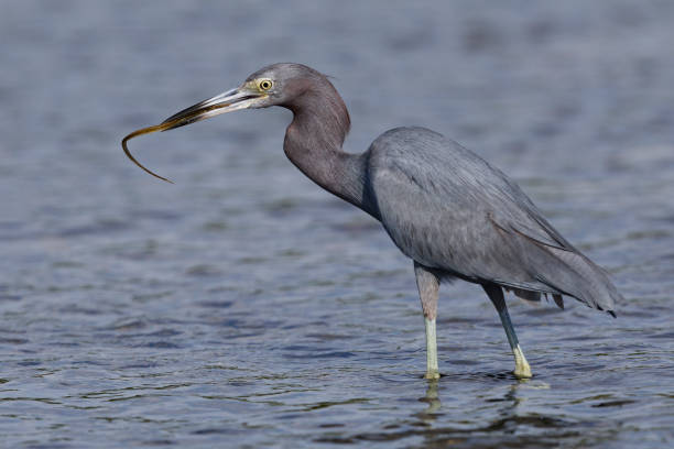 istock Little Blue Heron catching a juvenile Trumpetfish 902164800