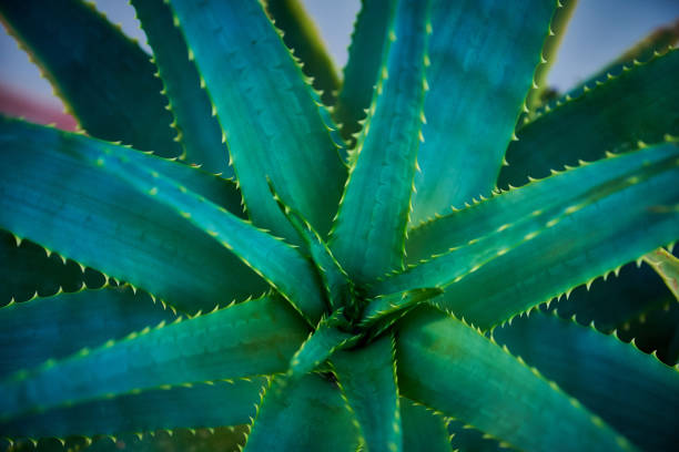 istock Succulent plant, detail 902167158