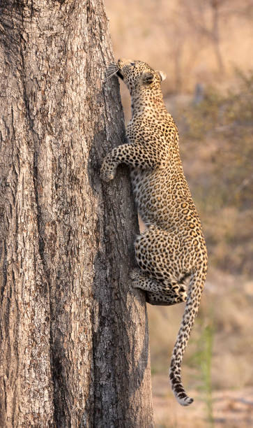 istock Lone leopard climbing fast up a high tree trunk in nature during daytime 902168314