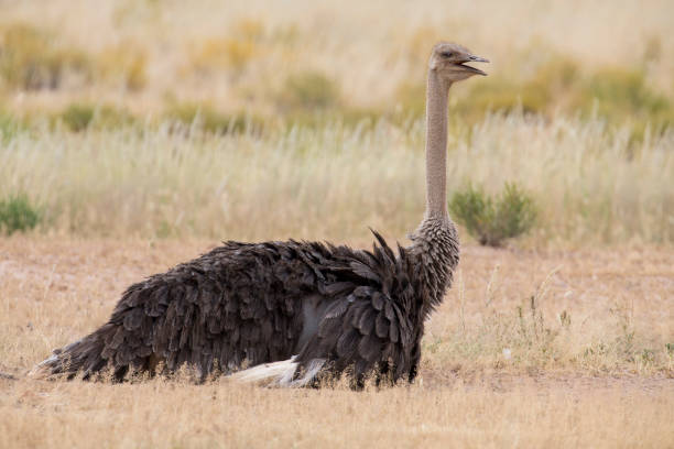 Female ostrich lay down to rest in the hot Kalahari sun - fotografia de stock