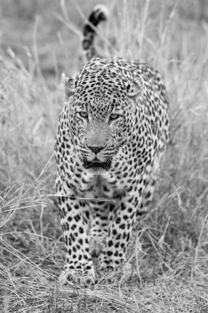 istock Lone leopard walking and hunting in nature during daytime artistic conversion 902168756