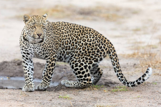 istock Lone leopard walking and hunting in nature during daytime 902170906