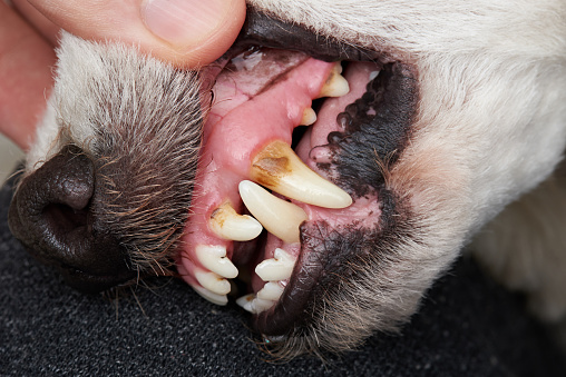Cleaning dog teeth service. Close-up of dog teeth