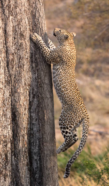 istock Lone leopard climbing fast up a high tree trunk in nature during daytime 902171204