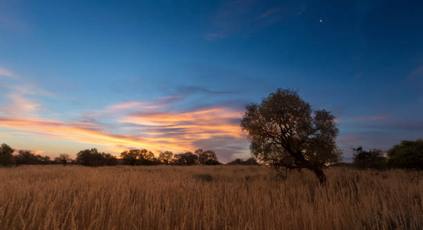 istock Landscape photo of a dead silhouette tree at sunset with blue sky and thin clouds 902171476