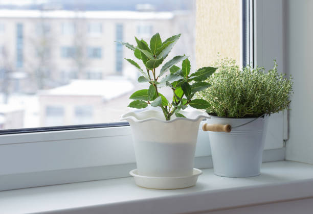 istock green plants on the windowsill in winter 902171772