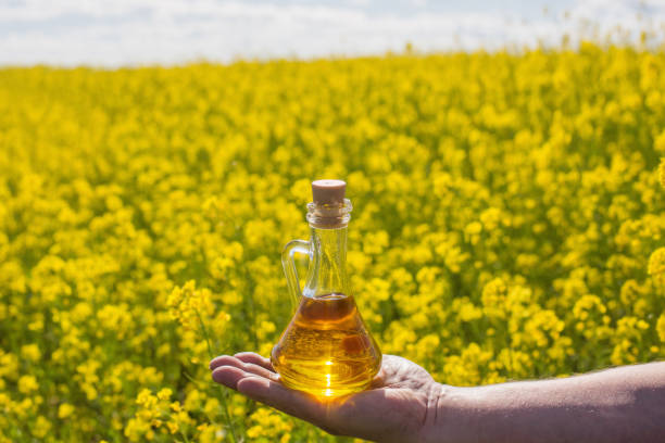 istock rape oil in hand on background field 902171808