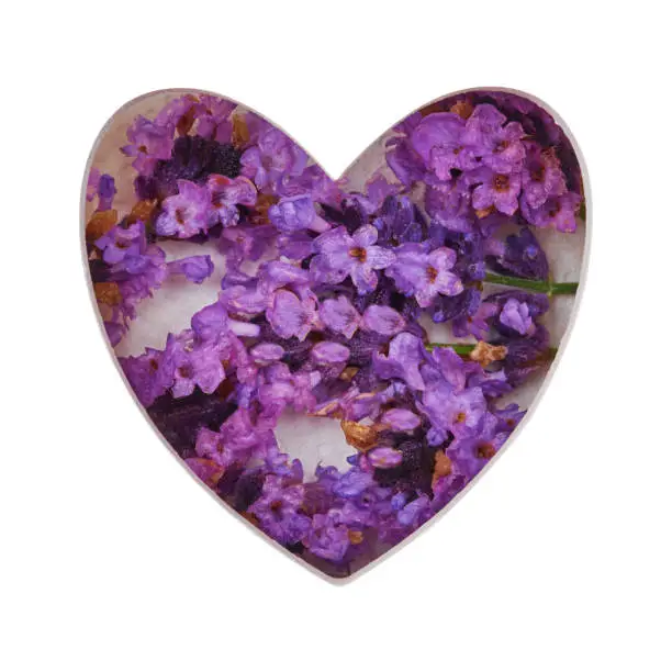 Love card, heart with violet lavender flowers isolated on white background