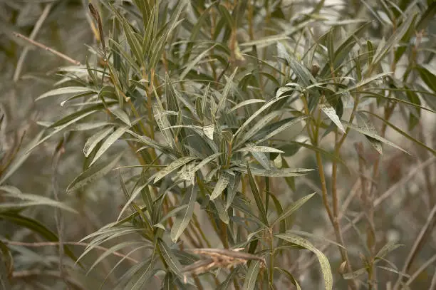 Detail of an oleander plant with excellent detail: View of the branching and the leaves throughout their development. Structure of the oleander plant.