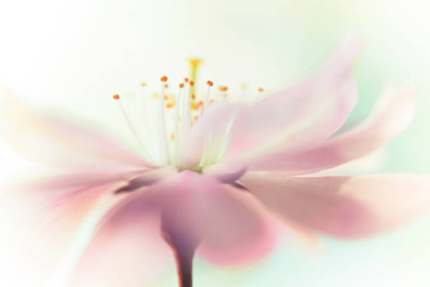 cherry blossom flowerhead - lily nature flower macro imagens e fotografias de stock