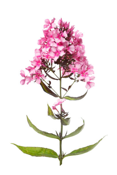 istock Inflorescence of pink phlox isolated on white background. 902181450