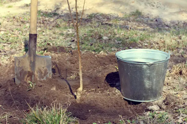 Freshly planted fruit tree seedling on the background of a bucket of water and shovel