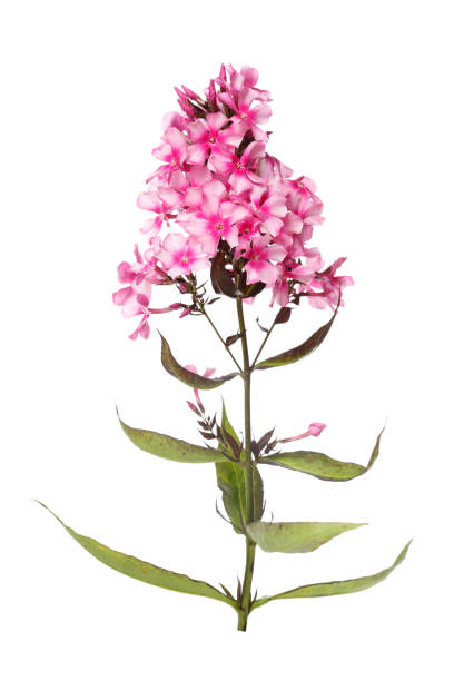 istock Inflorescence of pink phlox isolated on white background. 902183630