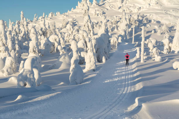 istock Cross country skiing in Lapland Finland 902183682