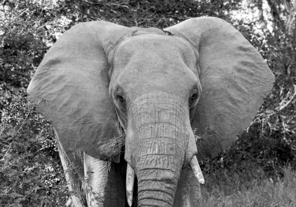 istock wild animal in kruger national parc 902183948