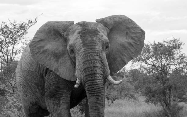 istock wild animal in kruger national parc 902183990