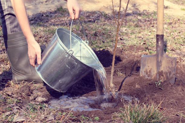 istock spring works in the garden 902187466