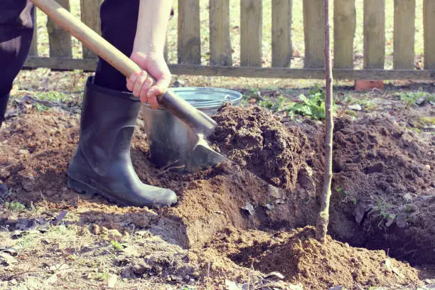 A gardener with a shovel of the earth is engaged in digging in the roots of the fruit tree