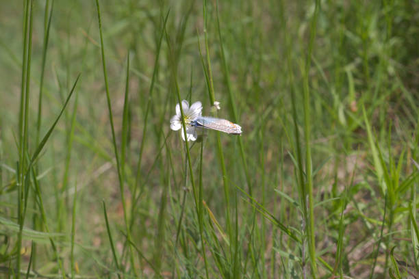 Common Blue, Polyommatus icarus. Close-up butterfly in natural environment.