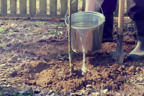 istock gardener watering the new cherry tree 902189364