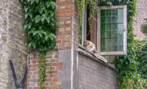 View from the canal in Bruges in Belgium