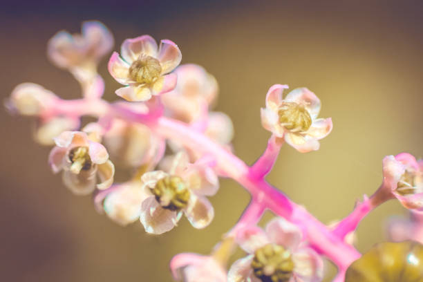 Macro flower close up springtime beauty in nature.