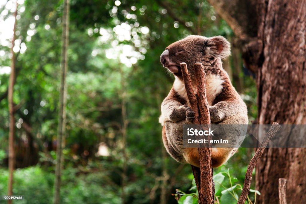 Koala holding a trunk Koala holdin a trunk in a forest. Koala Stock Photo