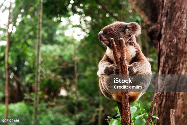 Koala Holding A Trunk Stock Photo - Download Image Now - Koala, Sitting, Animal