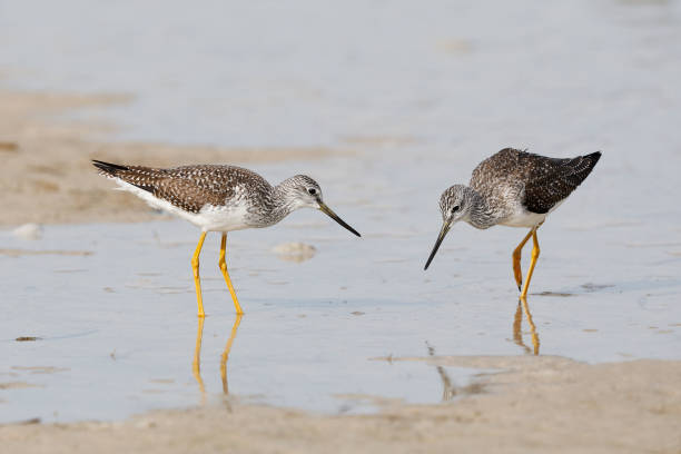 istock Pair of Greater Yellowlegs foraging on a mudflat 902195346
