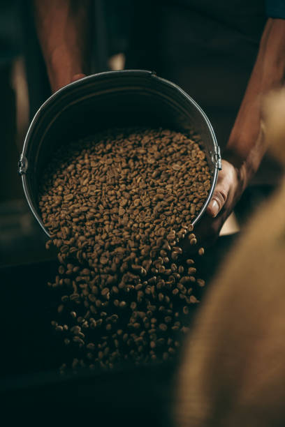 istock coffee roaster pouring coffee beans into roasting machine 902195696
