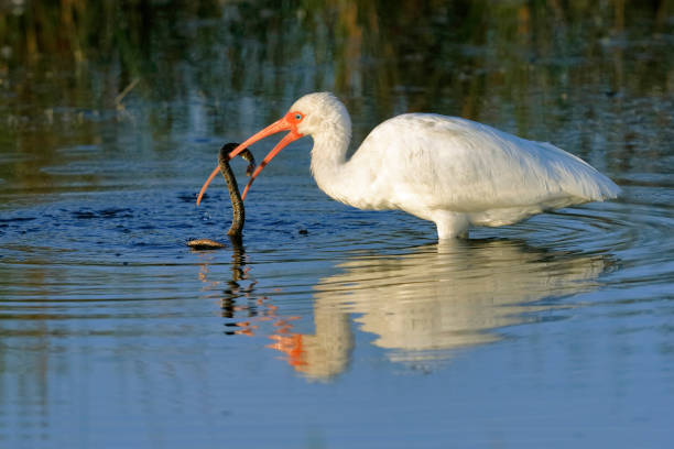 istock White Ibis eating a Florida Water Snake 902195824